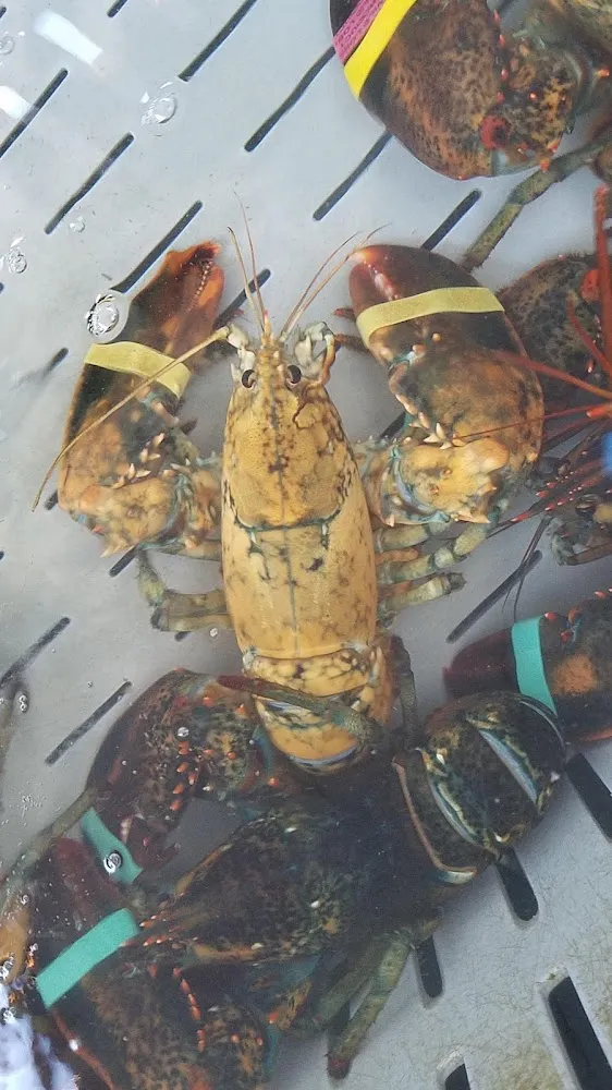 Calico Lobstah